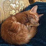 Chanel participe au concours pour gagner de l'argent avec cette photo : cat, orange_tabby, sleeping, curled_up, cozy, blanket, cushion, indoor, pet, fur, whiskers, relaxed, resting, cute, domestic_cat, mammal, animal, feline, nap, soft