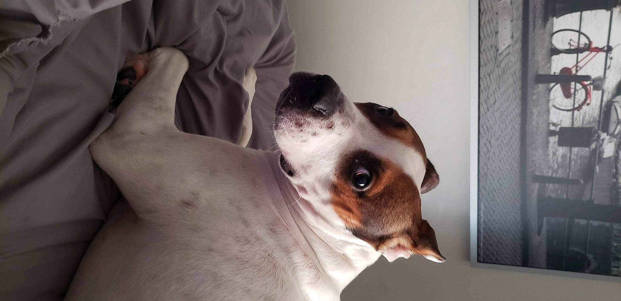 Oliver joined the competition — help win amazing prizes! canidae, carnivore, chilean_fox_terrier, collar, companion_dog, dog, dog_breed, ear, elbow, fawn, fur, gesture, non_sporting_group, snout, sporting_group, whiskers, working_animal