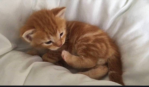 Brownie joined the competition — help win amazing prizes! carnivore, cat, cat_supply, claw, comfort, domestic_short_haired_cat, fawn, felidae, fur, liver, paw, small_to_medium_sized_cats, tail, terrestrial_animal, whiskers, wood