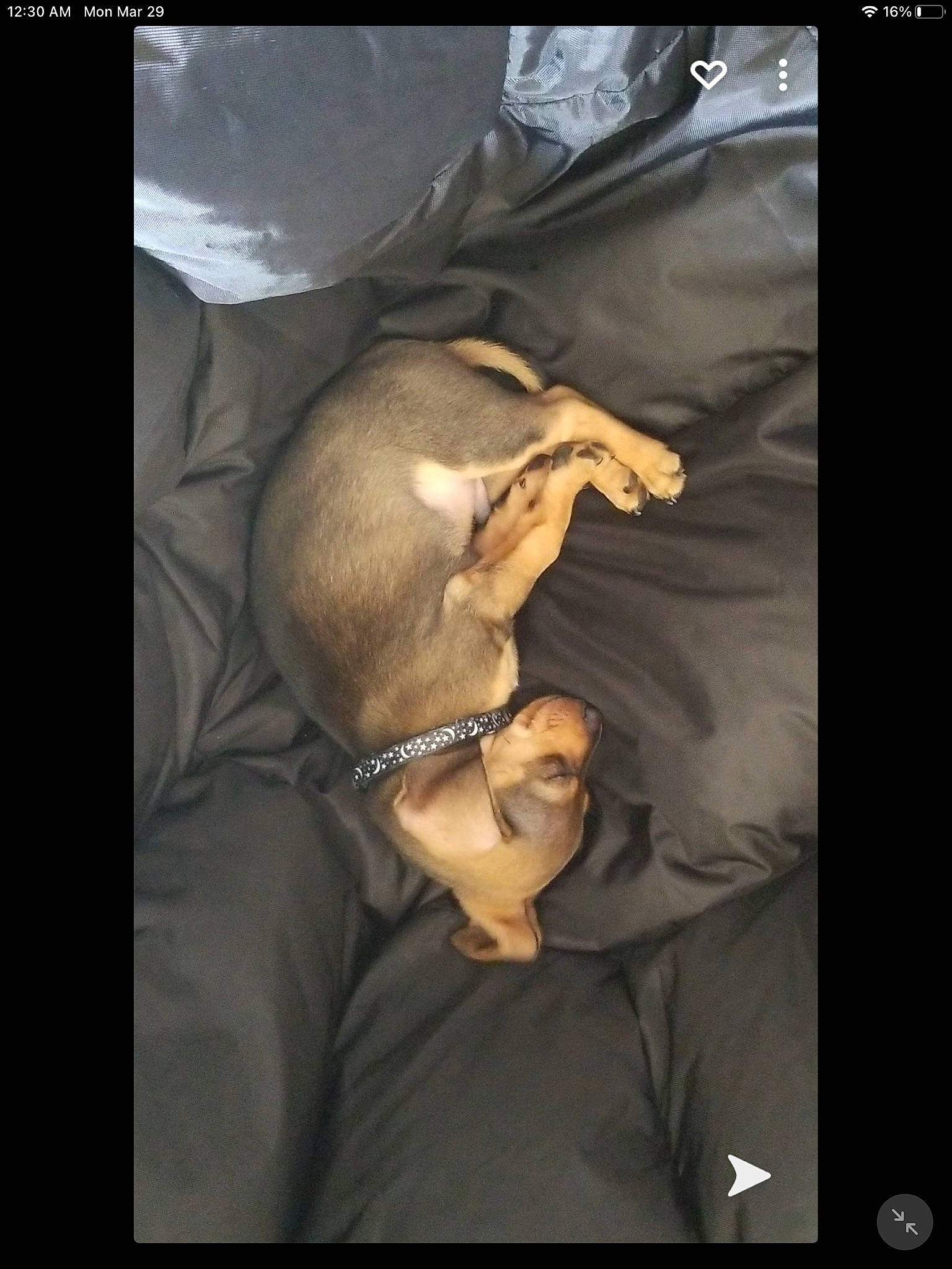 Odie joined the competition — help win amazing prizes! canidae, carnivore, comfort, companion_dog, darkness, dog, dog_breed, felidae, flash_photography, font, fur, gesture, jaw, photo_caption, screenshot, sporting_group, toy_dog, whiskers, working_animal, wrinkle