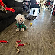 Mclovin is registered to the contest to win money with this photo: dog, white_dog, small_dog, festive_clothing, living_room, wooden_floor, couch, pillows, dvd_shelf, chair, curtains, sunlight, toys, torn_toys, stuffing, floor, indoor, pet, cozy, guilty_look