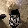 dog, white, fluffy, hoodie, black_clothing, text, floor, wooden_floor, pet, indoors, sitting, back_view, clothing, sock, foot, animal, cute, small_dog, cozy, casual