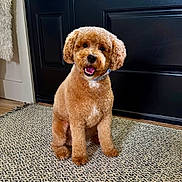 Kash joined the competition — help win amazing prizes! dog, curly_fur, brown_dog, pet, indoor, rug, door, glass_panels, floor, happy, sitting, collar, wood_floor, home, interior, natural_light, window, greenery, smiling, cute
