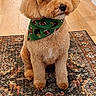 Kash joined the competition — help win amazing prizes! dog, poodle, bandana, green_bandana, football_pattern, curly_fur, brown_dog, pet, indoor, rug, patterned_rug, wooden_floor, sitting, cute, fluffy, small_dog, animal, companion, domestic_animal, portrait