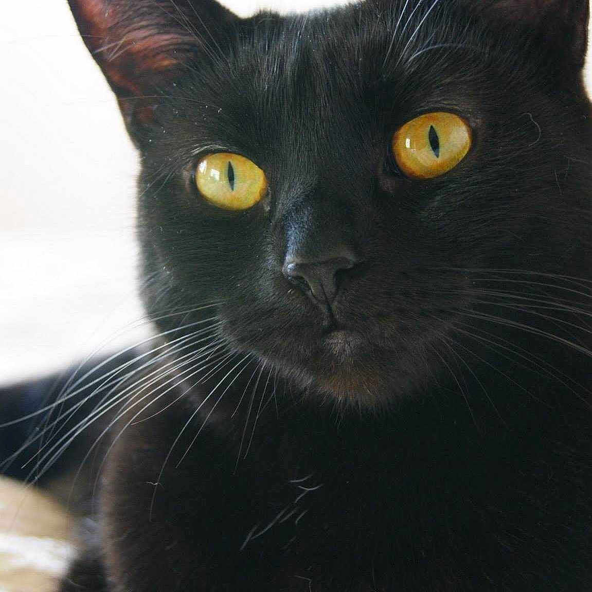 Yuki