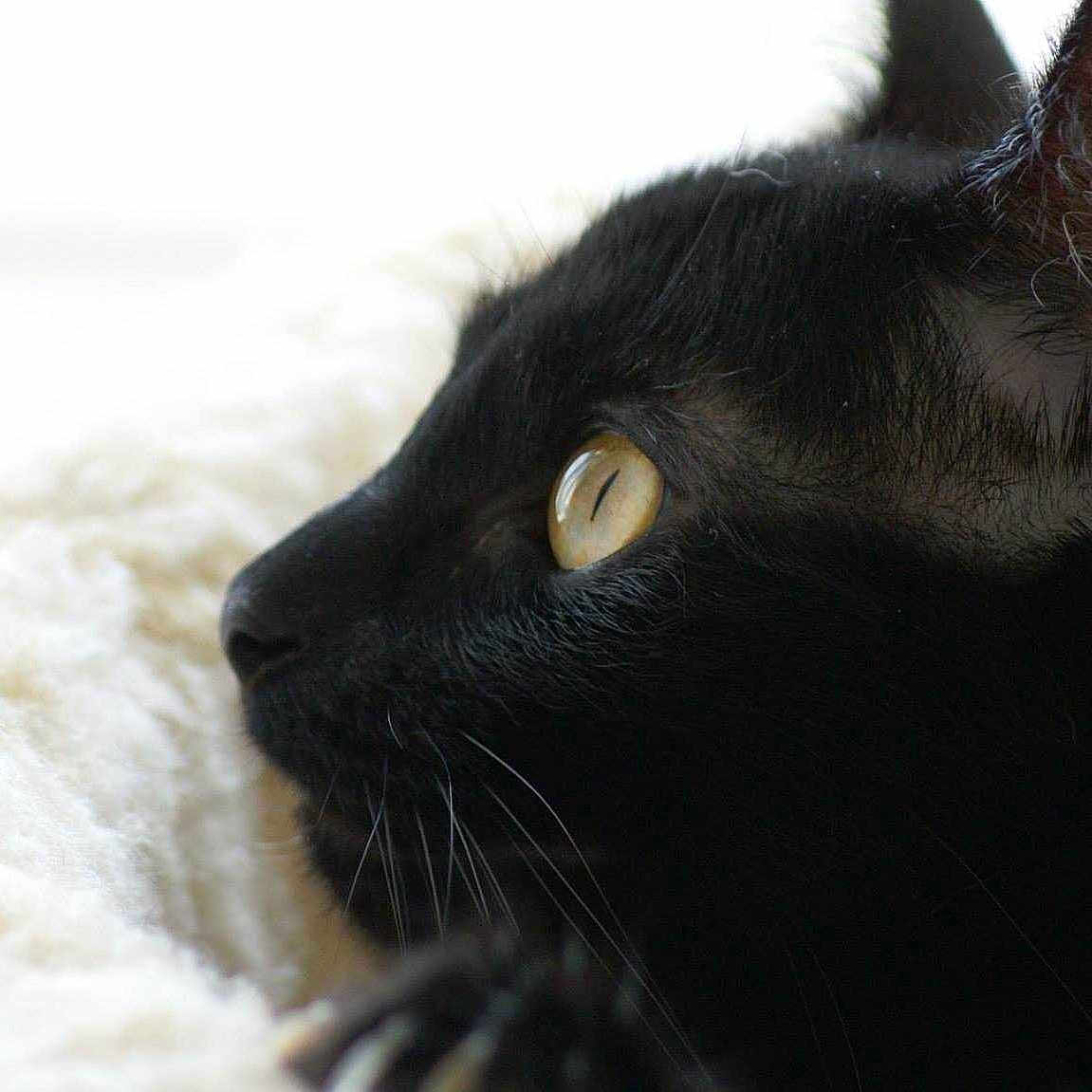 Mei is registered to the contest to win money with this photo: