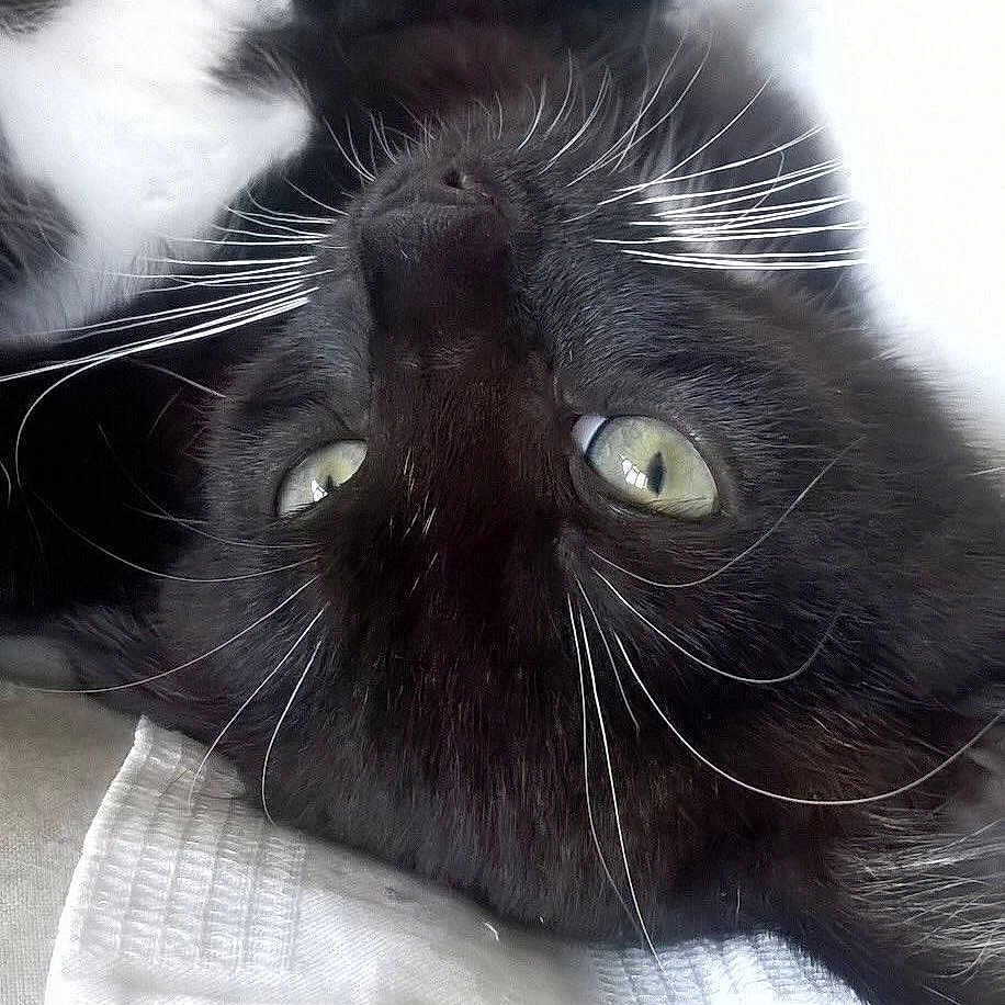 Jiji