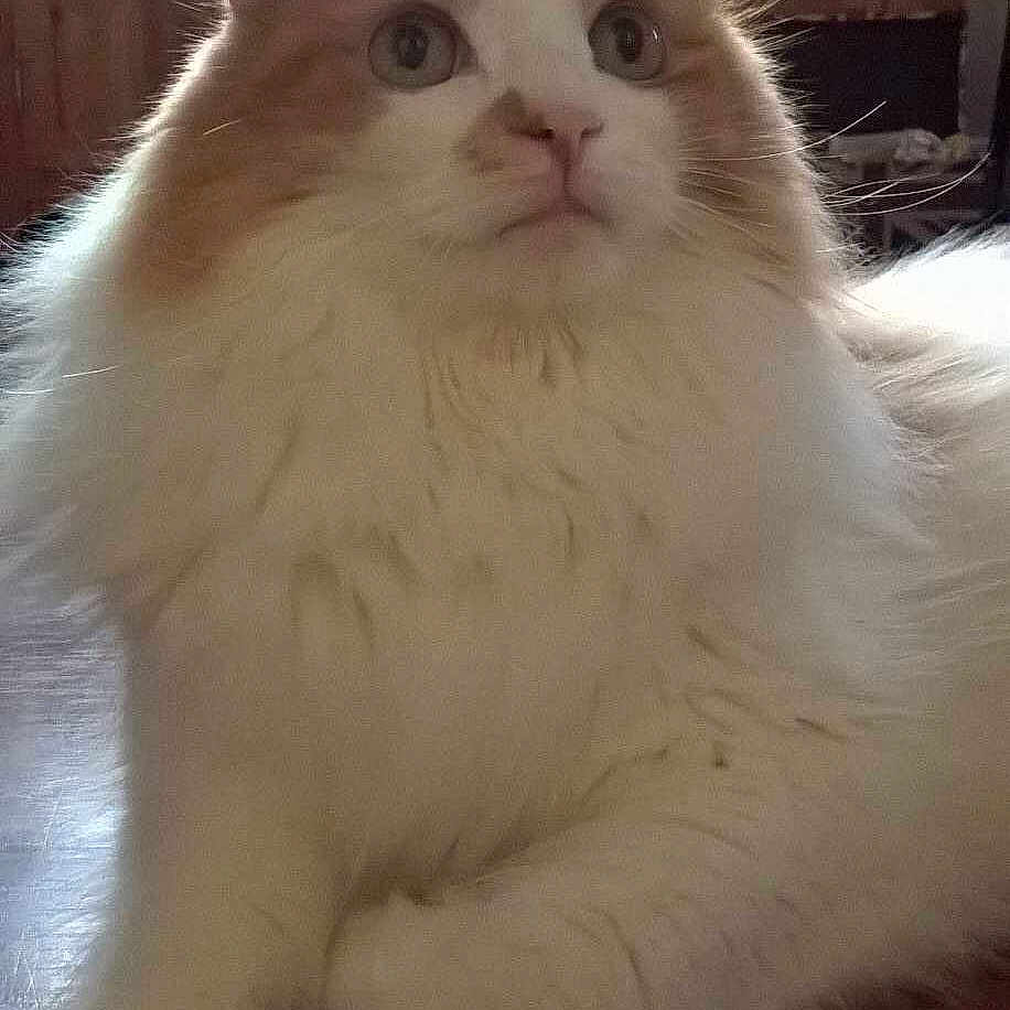 Louie