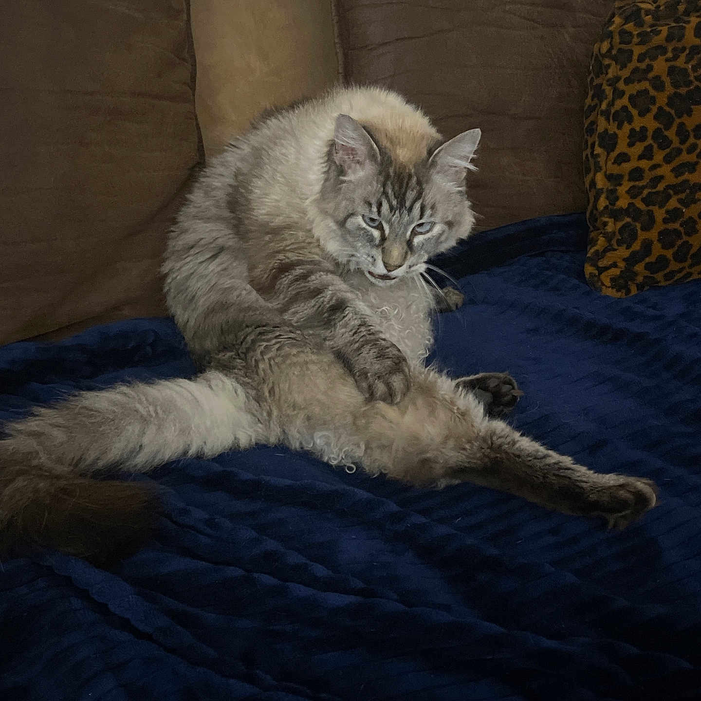 Mochi is registered to the contest to win money with this photo: animal, blue_blanket, brown_cushion, cat, couch, cozy, expression, feline, fluffy, fur, grooming, home, indoor, leopard_print_cushion, paw, pet, relaxed, sitting, tail, whiskers