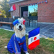 Voltaire participe au concours pour gagner de l'argent avec cette photo : dog, golden_retriever, costume, wig, blue_jersey, flag, france_flag, rugby_flag, grass, outdoor, brick_house, patriotic, celebration, french_colors, smiling_dog, curly_wig, garden, chair, table, daylight
