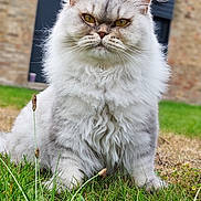 Tya participe au concours pour gagner de l'argent avec cette photo : animal, background, cat, closeup, ears, eyes, feline, fluffy, fur, grass, greenery, house, mammal, nature, nose, outdoor, pet, portrait, sitting, whiskers