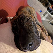 Emily joined the competition — help win amazing prizes! dog, sleeping, brindle, close_up, pet, resting, nose, furry, cozy, blanket, cat, blurred, indoor, furniture, relaxed, animal, companion, soft, warm, home