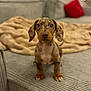 puppy, dog, dachshund, pet, canine, indoor, sofa, blanket, brown, spotted, cute, young, animal, fur, ears, eyes, home, cozy, sitting, portrait
