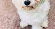 Boo participe au concours pour gagner de l'argent avec cette photo : adorable, animal, black_nose, chair, close_up, companion_animal, cute, dark_eyes, dog, fluffy, indoors, long_fur, pet, photography, portrait, puppy, sitting, small_dog, white_fur, woven_surface
