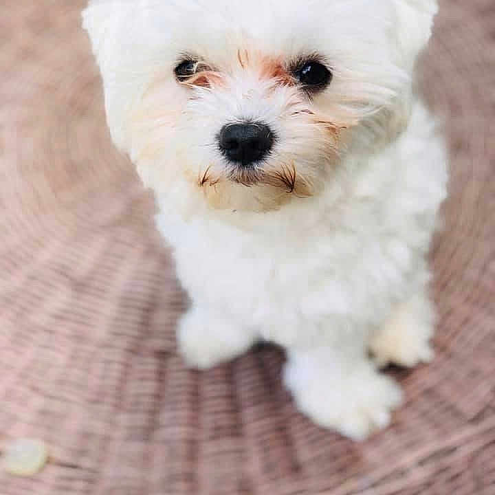 Boo