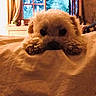 Boo a rejoint le concours — aidez-le/la à gagner de superbes lots ! animal, bed, bedroom, close_up, cozy, cream_coat, curly_fur, curtains, cute, dog, fluffy, indoors, lying_down, pet, portrait, puppy, sleepy, small_dog, warm_lighting, window