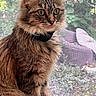 cat, longhaired_cat, brown_fur, fluffy, collar, window, screen, indoors, outdoors, garden, greenery, flowers, sitting, portrait, pet, animal, whiskers, ears, eyes, natural_light