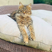 Meggy participe au concours pour gagner de l'argent avec cette photo : cat, tabby, fluffy, fur, pet, animal, sleepy, relaxed, lounging, stretching, whiskers, ears, paws, cushion, pillow, outdoor, furniture, wicker, portrait, cozy