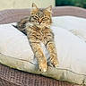 cat, tabby, fluffy, fur, pet, animal, sleepy, relaxed, lounging, stretching, whiskers, ears, paws, cushion, pillow, outdoor, furniture, wicker, portrait, cozy