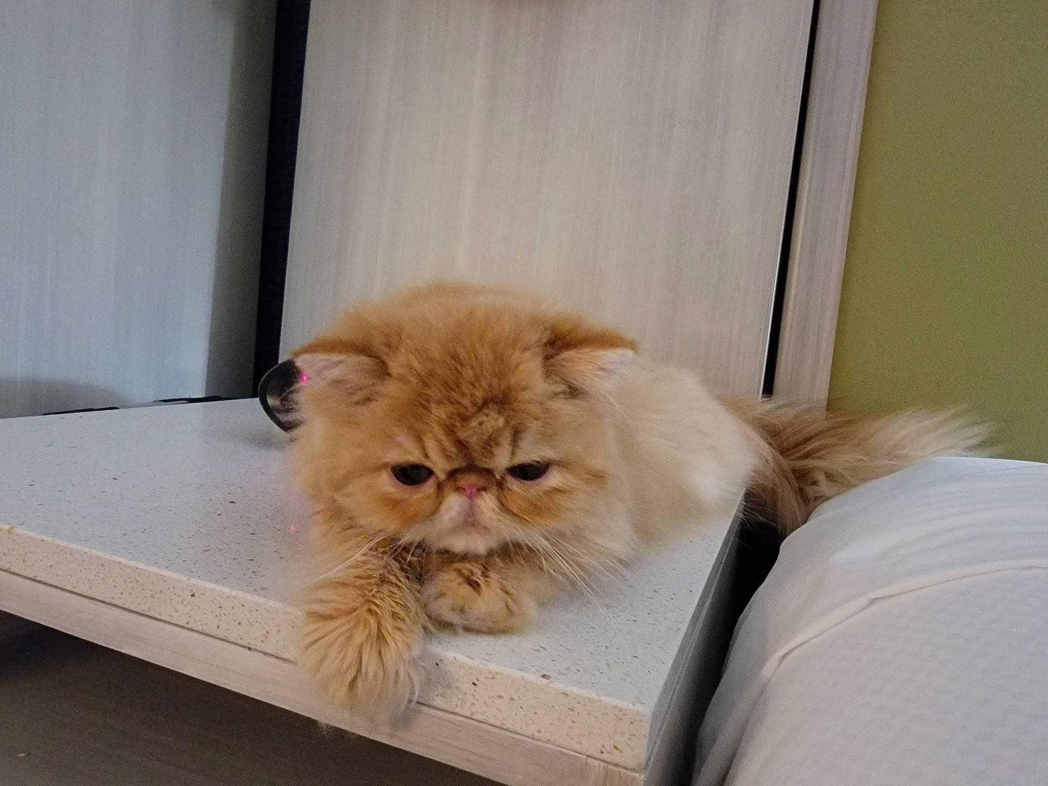 Ariel is registered to the contest to win money with this photo: box, british_longhair, carnivore, cat, comfort, companion_dog, curtain, domestic_short_haired_cat, fawn, felidae, fur, hardwood, persian, plant, small_to_medium_sized_cats, snout, table, terrestrial_animal, whiskers, wood