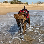Louna participe au concours pour gagner de l'argent avec cette photo : dog, water, beach, sand, harness, animal, pet, outdoor, nature, sky, clouds, paw, splash, canine, mammal, walking, summer, daylight, shore, playful