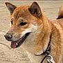 Tokyo a rejoint le concours — aidez-le/la à gagner de superbes lots ! dog, shiba_inu, beach, sand, collar, leash, outdoor, pet, canine, fur, animal, tongue_out, happy, sandy_nose, daytime, sky, background, water, trees, residential_buildings