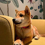 Tokyo a rejoint le concours — aidez-le/la à gagner de superbes lots ! dog, canine, pet, indoor, couch, furniture, yellow, paw, collar, wallpaper, plant, leaf, decor, relaxed, side_view, fur, animal, domestic, cute, resting