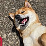 Tokyo a rejoint le concours — aidez-le/la à gagner de superbes lots ! dog, shiba_inu, canine, pet, smiling, teeth, playful, lying_down, outdoor, sunlight, fur, animal, happy, close_up, tongue, ears, face, ground, texture, shadow