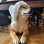 dog, shiba_inu, hat, white_hat, winter_hat, floor, wooden_floor, indoor, pet, canine, fur, paws, animal, portrait, laying_down, looking_away, cute, domestic_animal, household, cozy