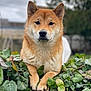dog, shiba_inu, pet, animal, outdoor, greenery, hedge, fur, paws, calm, portrait, nature, leaf, plant, canine, closeup, face, ears, cute, relaxed