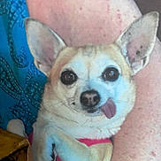 Sweetie Pie joined the competition — help win amazing prizes! dog, chihuahua, tongue_out, pet, small_dog, ears, face, animal, cute, closeup, person_leg, skin, fur, pink_harness, indoor, companion, friendly, domestic_animal, portrait, resting