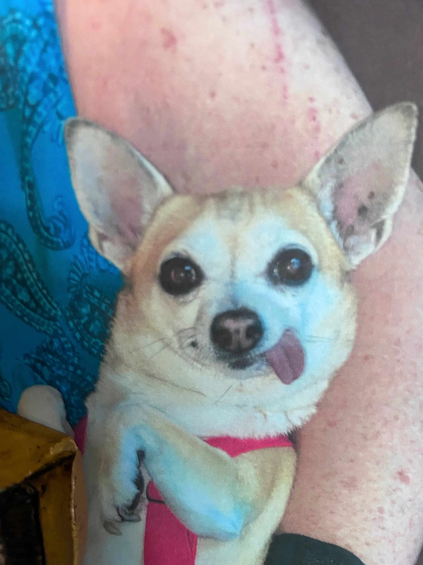 Sweetie Pie joined the competition — help win amazing prizes! dog, chihuahua, tongue_out, pet, small_dog, ears, face, animal, cute, closeup, person_leg, skin, fur, pink_harness, indoor, companion, friendly, domestic_animal, portrait, resting
