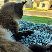 Tilin is registered to the contest to win money with this photo: blanket, blue, cat, cozy, curious, daylight, feline, fluffy, fur, grass, house, indoor, paw, pet, quiet, relaxing, resting, street, suburban, window