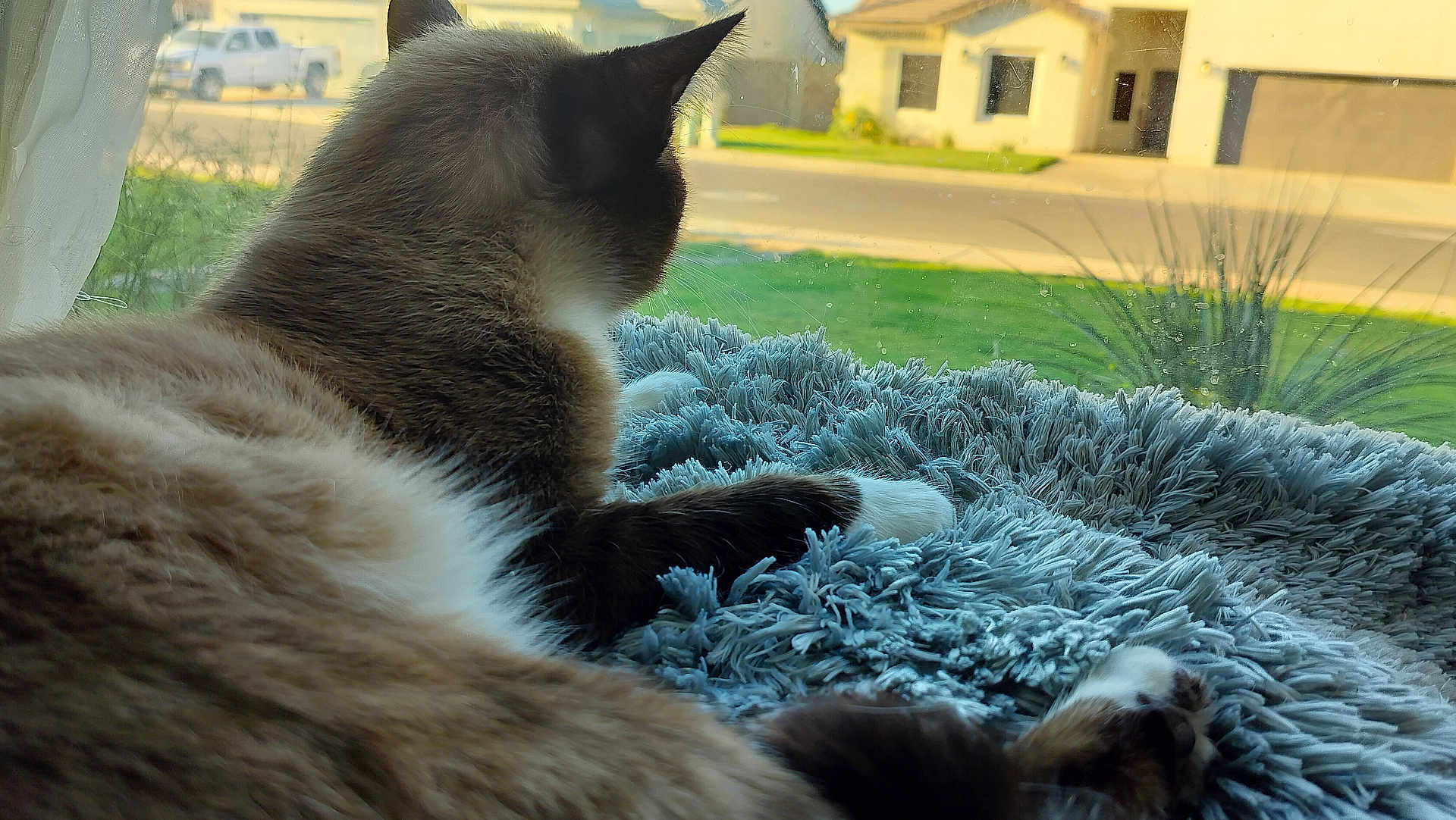 Tilin is registered to the contest to win money with this photo: blanket, blue, cat, cozy, curious, daylight, feline, fluffy, fur, grass, house, indoor, paw, pet, quiet, relaxing, resting, street, suburban, window