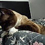 cat, siamese_cat, bed, blanket, person, hand, phone, quilt, floral_pattern, indoor, relaxing, resting, feline, whiskers, paw, headboard, sleepy, domestic_animal, cozy, comfort