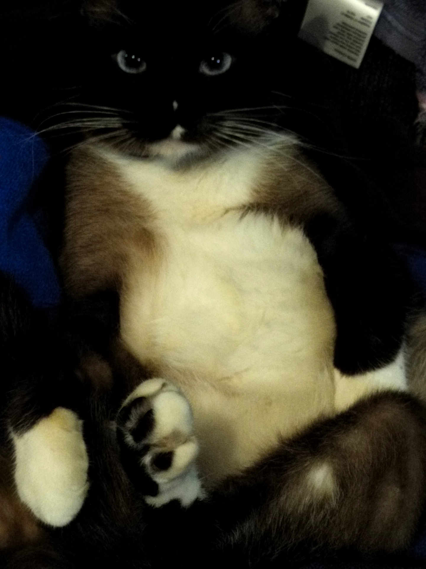 Tilin joined the competition — help win amazing prizes! cat, animal, pet, feline, fur, whiskers, paws, relaxed, lying_down, cute, domestic_animal, indoor, mammal, closeup, soft, resting, black_and_white, brown, fluffy, cozy