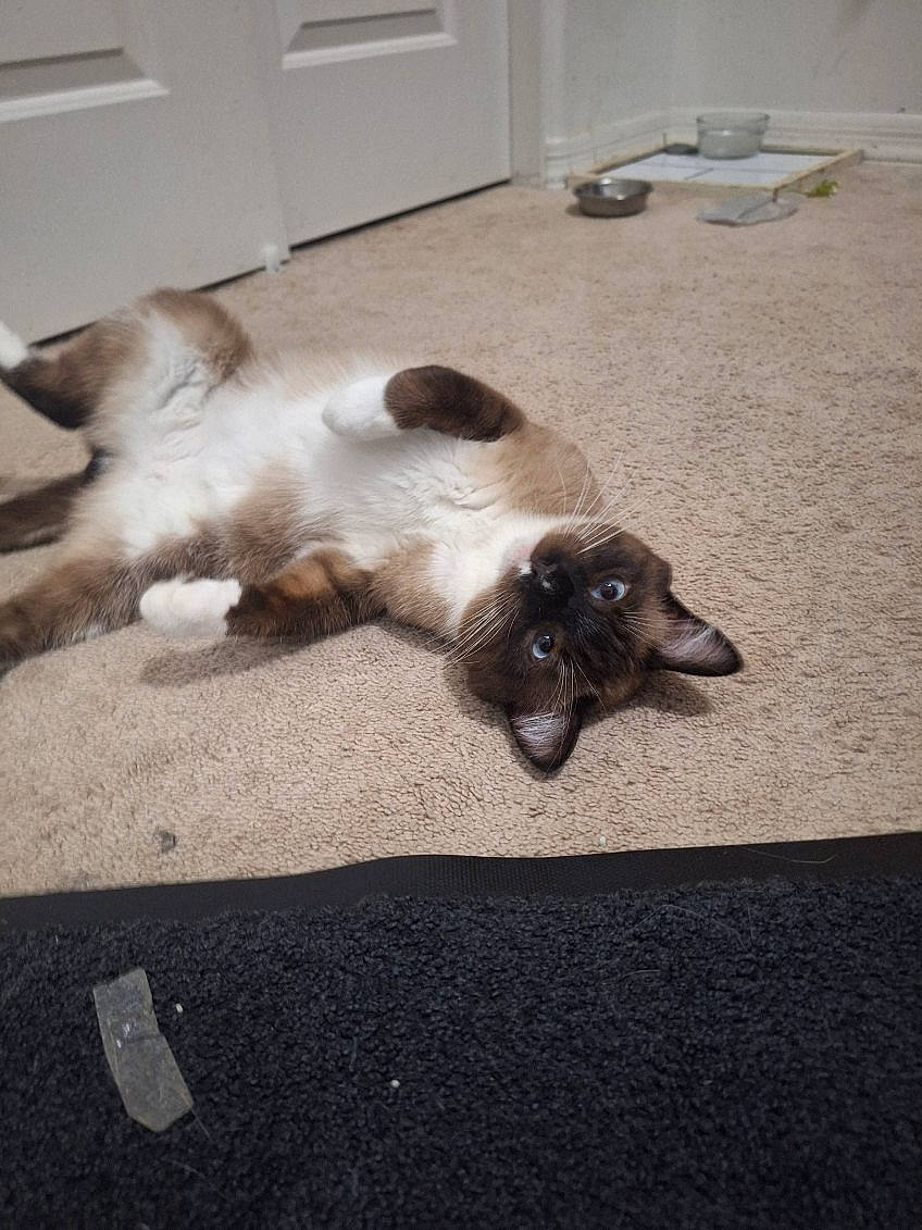 Tilin joined the competition — help win amazing prizes! animal, blue_eyes, carpet, cat, curious, cute, domestic, door, ears, feline, floor, fluffy, home, indoor, lying_down, pet, pet_bowl, relaxed, siamese_cat, whiskers