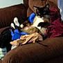 cat, siamese_cat, couch, furniture, clothing, brown, blue, red, relaxed, indoor, pet, animal, fur, whiskers, legs, paws, resting, household, cozy, messy