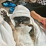 cat, fluffy, towel, paw, raised_paw, indoor, person, arm, laundry_basket, slippers, floor, clutter, white_towel, relaxed, pet, whiskers, fur, resting, animal, cozy