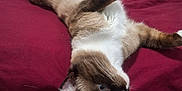 Tilin joined the competition — help win amazing prizes! animal, bed, blue_eyes, cat, cozy, domestic_cat, ears, feline, fur, indoor, laying_down, maroon_bedspread, pet, plush_toys, relaxed, siamese_cat, sleepy, stuffed_animal, toy, whiskers