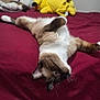 Tilin joined the competition — help win amazing prizes! cat, siamese_cat, bed, plush_toys, maroon_bedspread, relaxed, indoor, feline, whiskers, ears, fur, blue_eyes, toy, stuffed_animal, cozy, pet, animal, laying_down, domestic_cat, sleepy