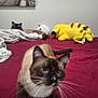 cat, siamese_cat, bed, blanket, plush_toy, red_bedspread, indoor, animal, pet, feline, whiskers, curious, relaxed, soft_toy, yellow_plush, brown_cat, white_paws, cozy, domestic, resting