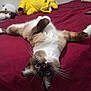 Tilin joined the competition — help win amazing prizes! cat, pet, bed, plush_toy, yellow_toy, red_bedspread, whiskers, fur, relaxed, indoor, cute, animal, domestic_cat, lying_down, playful, cozy, soft, feline, resting, upside_down