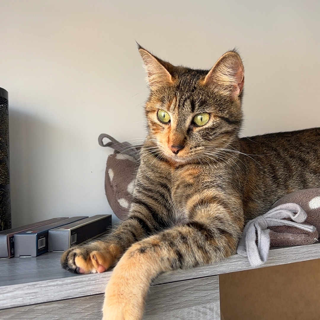 Chacha participe au concours pour gagner de l'argent avec cette photo : abyssinian, animal, cat, closet, computer, couch, desk, drawer, electronics, furniture, hardwood, kitten, laptop, manx, pc, pet, plywood, shelf, table, wood