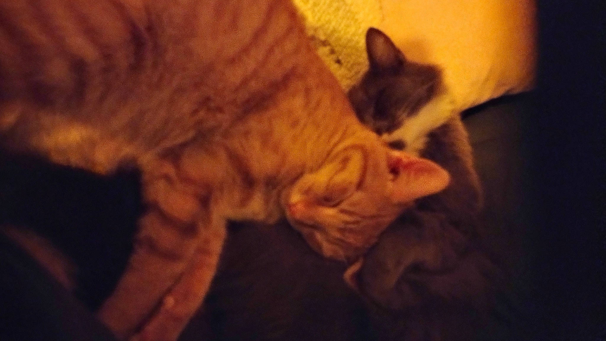 Copper is registered to the contest to win money with this photo: carnivore, cat, claw, comfort, darkness, domestic_short_haired_cat, ear, fawn, felidae, fur, heat, nap, paw, sky, small_to_medium_sized_cats, snout, tail, terrestrial_animal, whiskers, wood