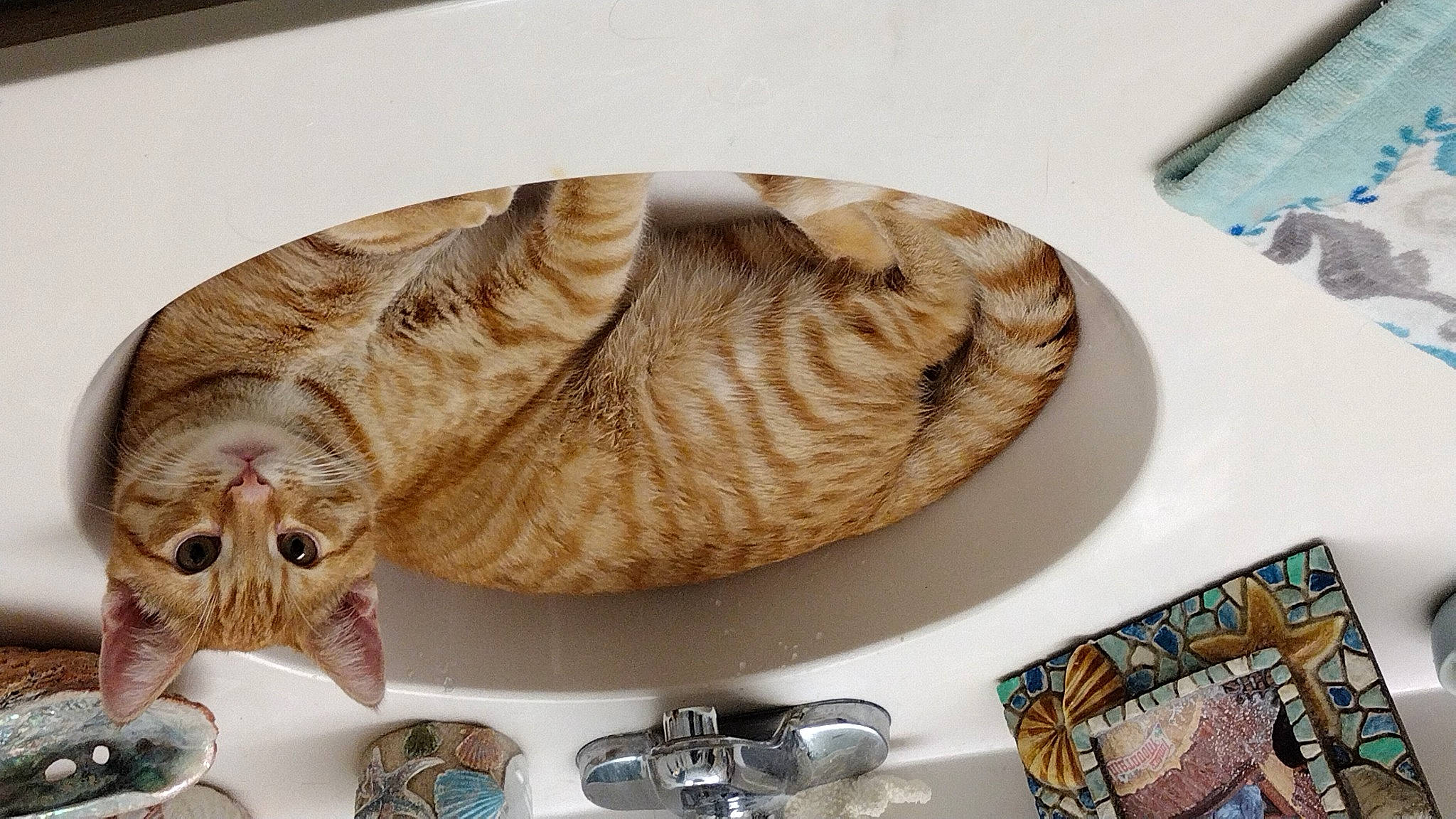 Copper joined the competition — help win amazing prizes! carnivore, cat, comfort, dishware, fashion_accessory, fur, natural_material, rectangle, serveware, tableware, terrestrial_animal, wood