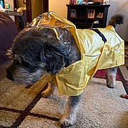 Teddy Bear is registered to the contest to win money with this photo: animal, canine, carpet, coat, curious, cute, dog, domestic, floor, fur, furniture, home, indoor, living_room, pet, raincoat, rainwear, side_view, tail, yellow