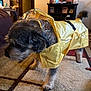 dog, raincoat, yellow, indoor, carpet, living_room, furniture, pet, canine, fur, animal, coat, rainwear, home, curious, cute, domestic, floor, tail, side_view