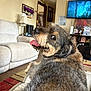 animal, black, brown, canine, carpet, cozy, dog, fur, home_decor, indoor, lamp, living_room, pet, playful, relaxed, shelf, sofa, television, tongue_out, wall_art