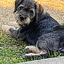 adorable, animal, black_fur, brown_fur, canine, cute, dog, fur, grass, laying_down, looking_back, nature, outdoor, pet, puppy, relaxed, sidewalk, small_dog, sunlight, young_dog